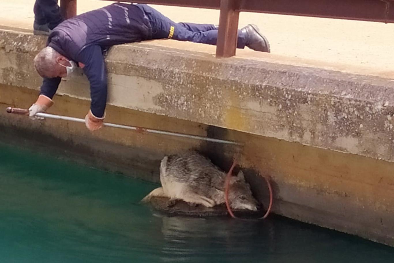 Sulama kanalına düşen kurt, itfaiye ekipleri tarafından kurtarıldı